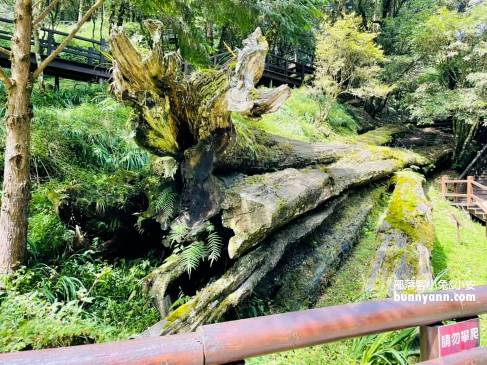 嘉義「阿里山國家森林遊樂區」擁有絕佳天然景色的森林園區