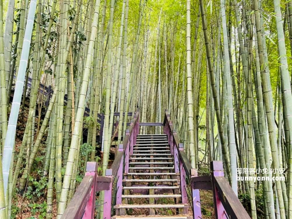 嘉義【霞之道】全長250公尺的茶田步道，有茶田跟竹林隧道可走
