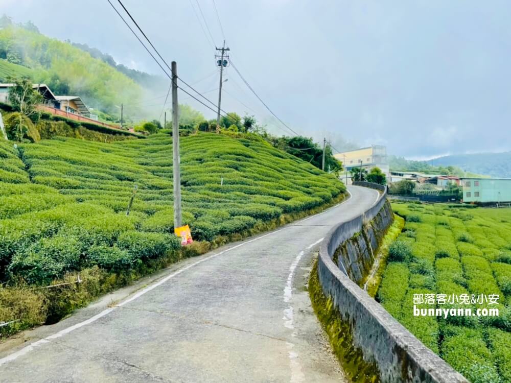 嘉義【霞之道】全長250公尺的茶田步道，有茶田跟竹林隧道可走