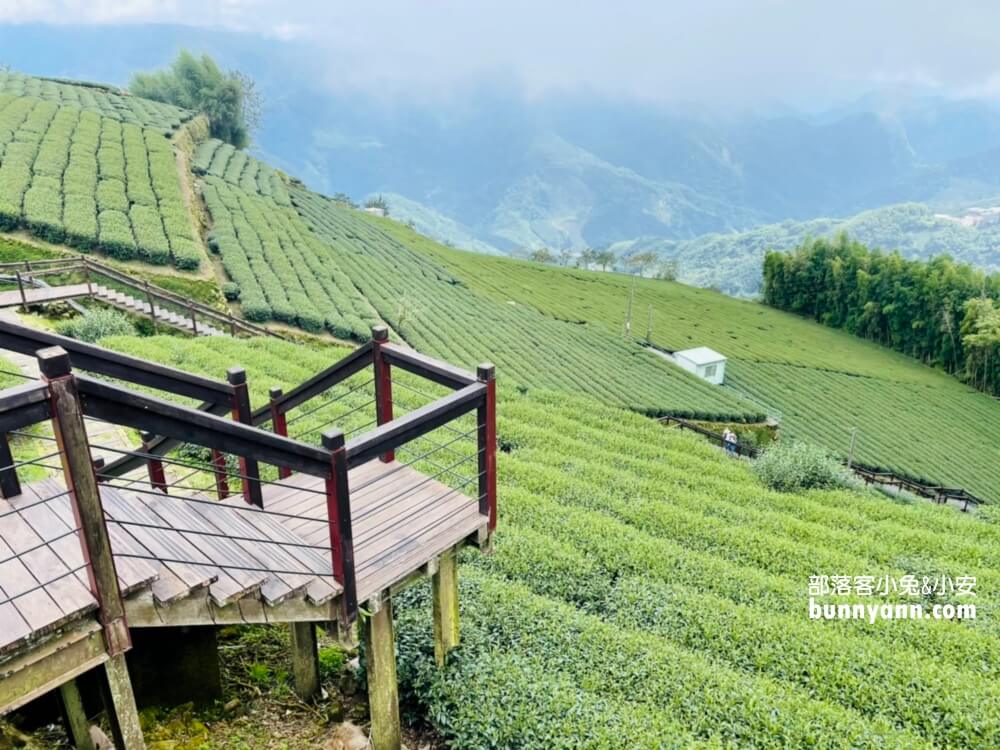 嘉義【霞之道】全長250公尺的茶田步道，有茶田跟竹林隧道可走