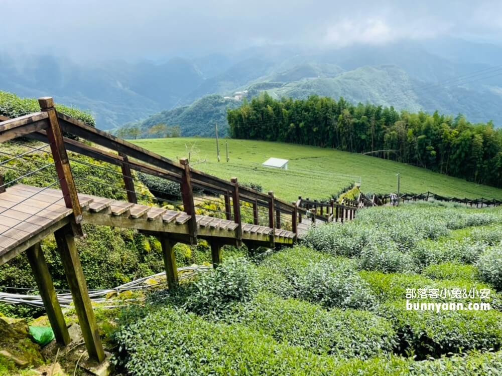 嘉義【霞之道】全長250公尺的茶田步道，有茶田跟竹林隧道可走