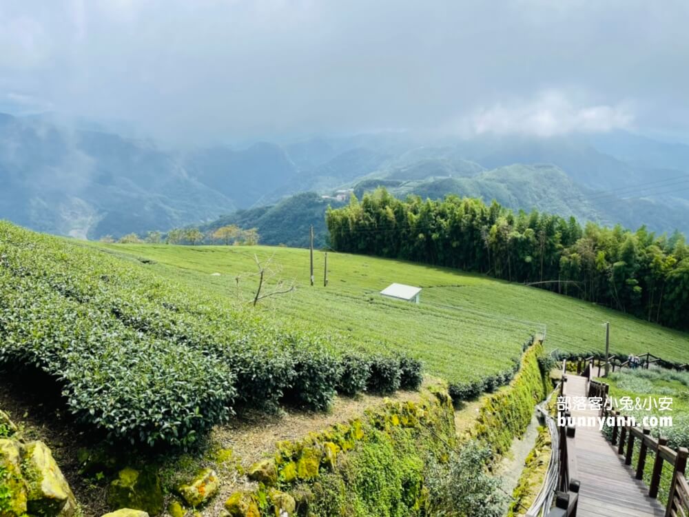 嘉義【霞之道】全長250公尺的茶田步道，有茶田跟竹林隧道可走