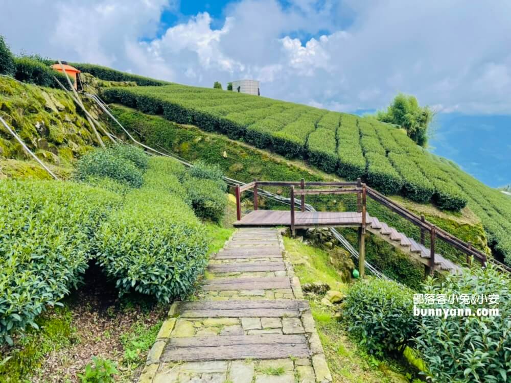 嘉義【霞之道】全長250公尺的茶田步道，有茶田跟竹林隧道可走
