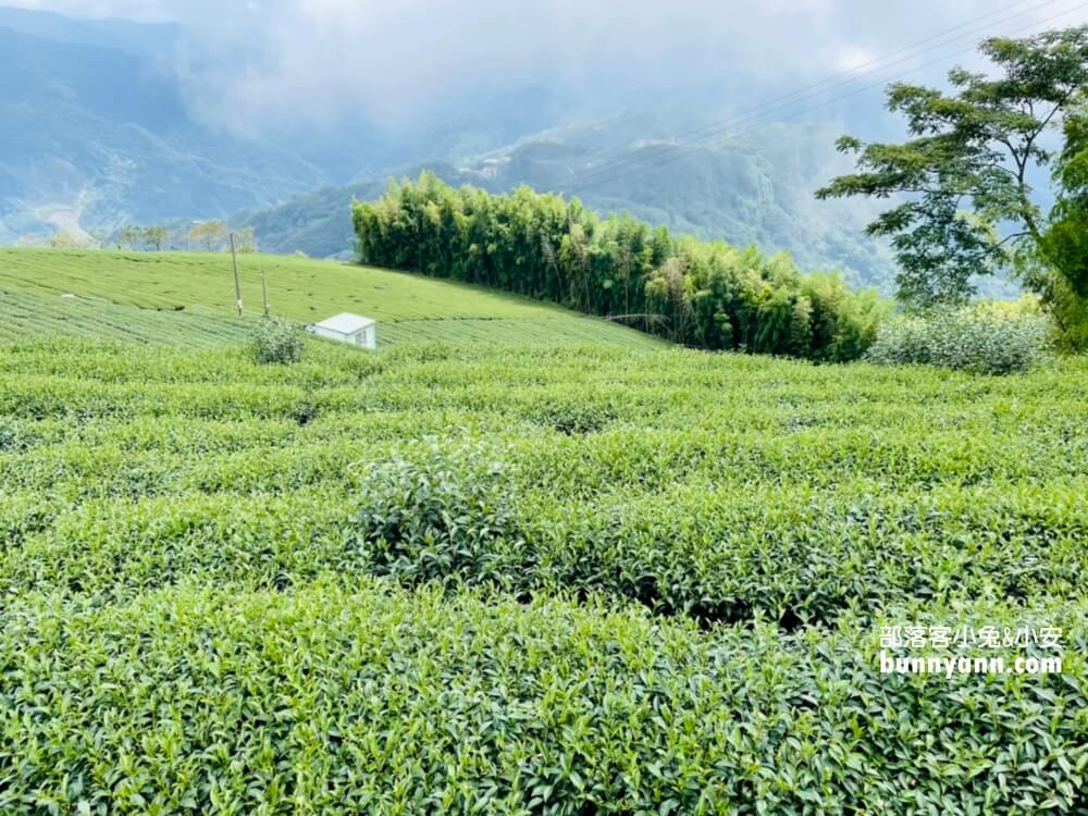 嘉義【霞之道】全長250公尺的茶田步道，有茶田跟竹林隧道可走