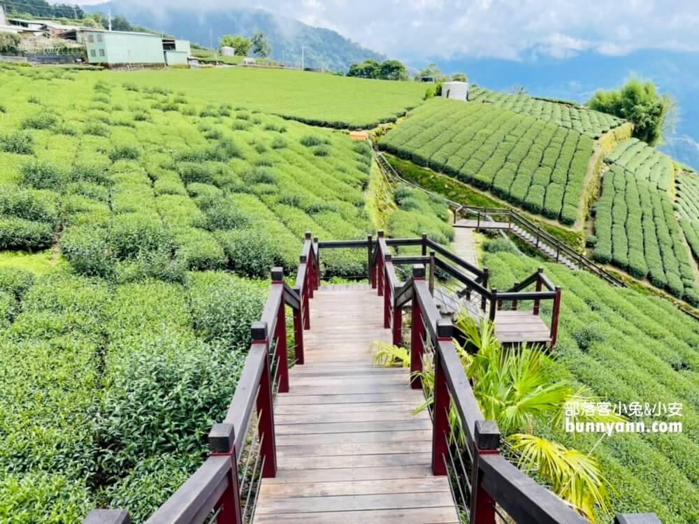 嘉義【霞之道】全長250公尺的茶田步道，有茶田跟竹林隧道可走