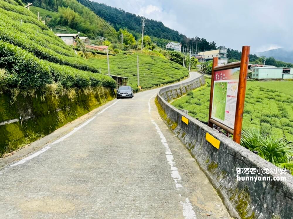 嘉義【霞之道】全長250公尺的茶田步道，有茶田跟竹林隧道可走