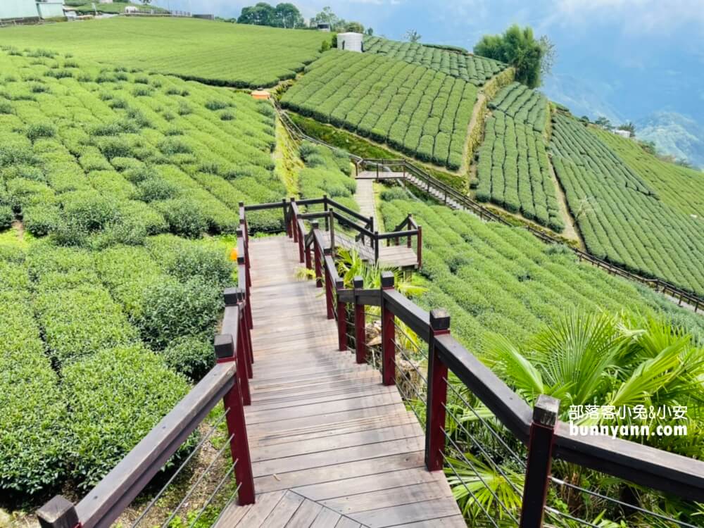 嘉義【霞之道】全長250公尺的茶田步道，有茶田跟竹林隧道可走