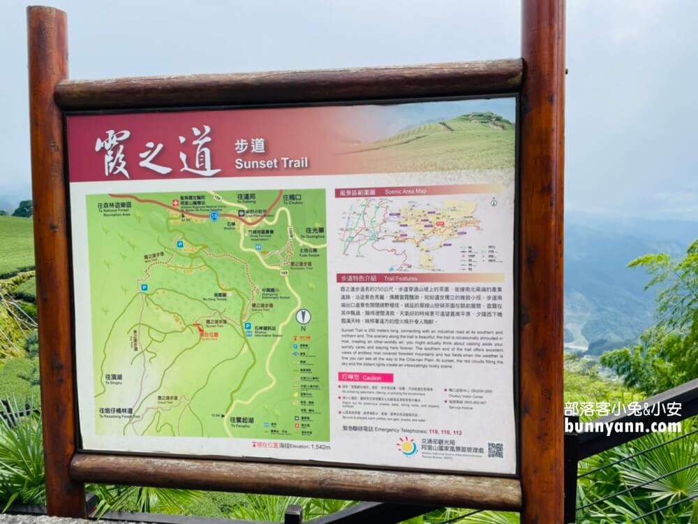 嘉義【霞之道】全長250公尺的茶田步道，有茶田跟竹林隧道可走