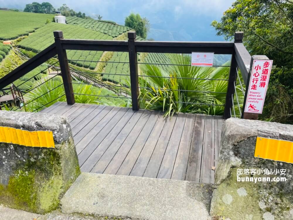 嘉義【霞之道】全長250公尺的茶田步道，有茶田跟竹林隧道可走