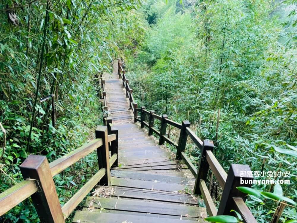 嘉義番路鄉【二延平步道】茶田裡的好走茶園登山步道