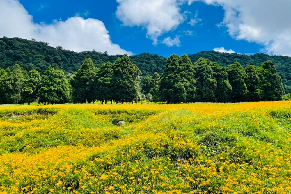 赤柯山小瑞士農場｜即時影像和花況分享，金針花季熱門賞花景點
