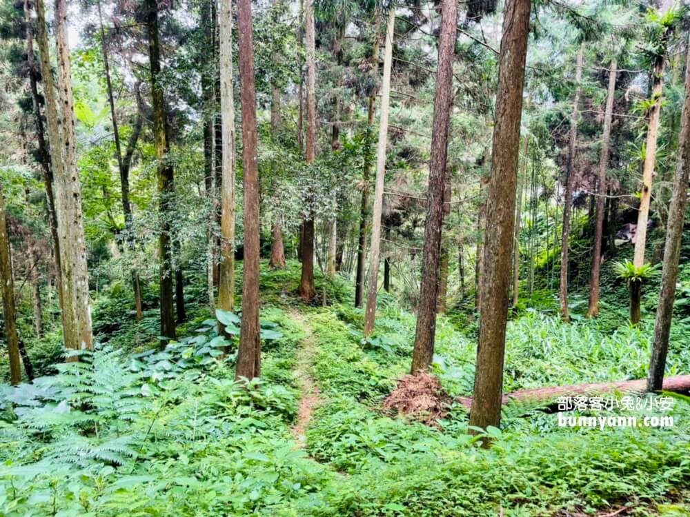 苗栗【向天湖】只要一小時就能繞一圈的山林步道