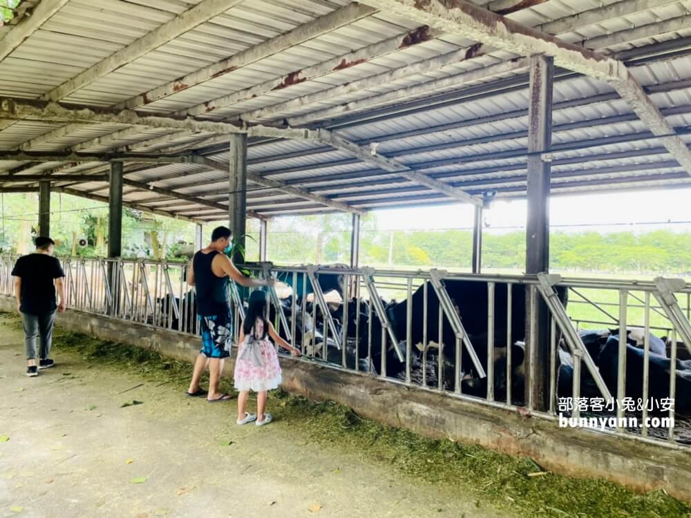 花蓮》瑞穗牧場，餵牛牛吃草，吃鮮奶饅頭、喝鮮奶好地方。