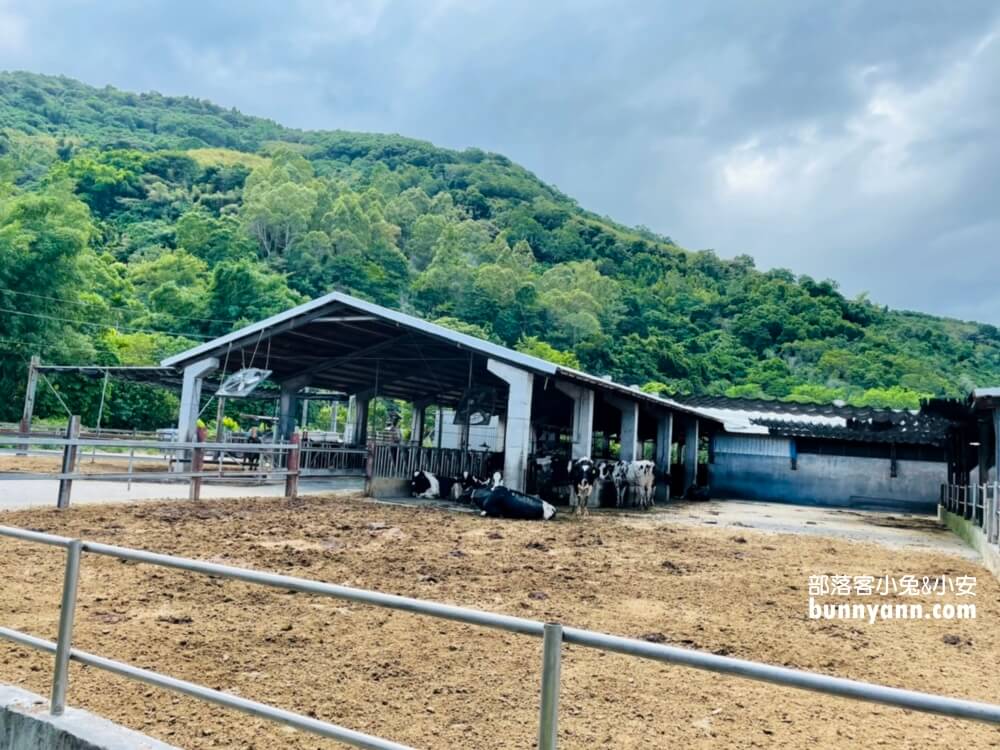 花蓮》瑞穗牧場，餵牛牛吃草，吃鮮奶饅頭、喝鮮奶好地方。