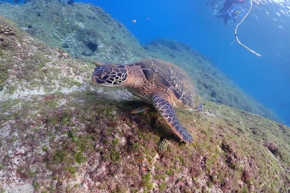 小琉球浮潛