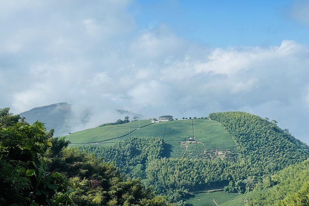 南投銀杏森林值得去嗎?武岫農圃&大崙山觀景臺的交通路況