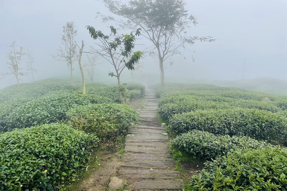 南投銀杏森林值得去嗎?武岫農圃&大崙山觀景臺的交通路況