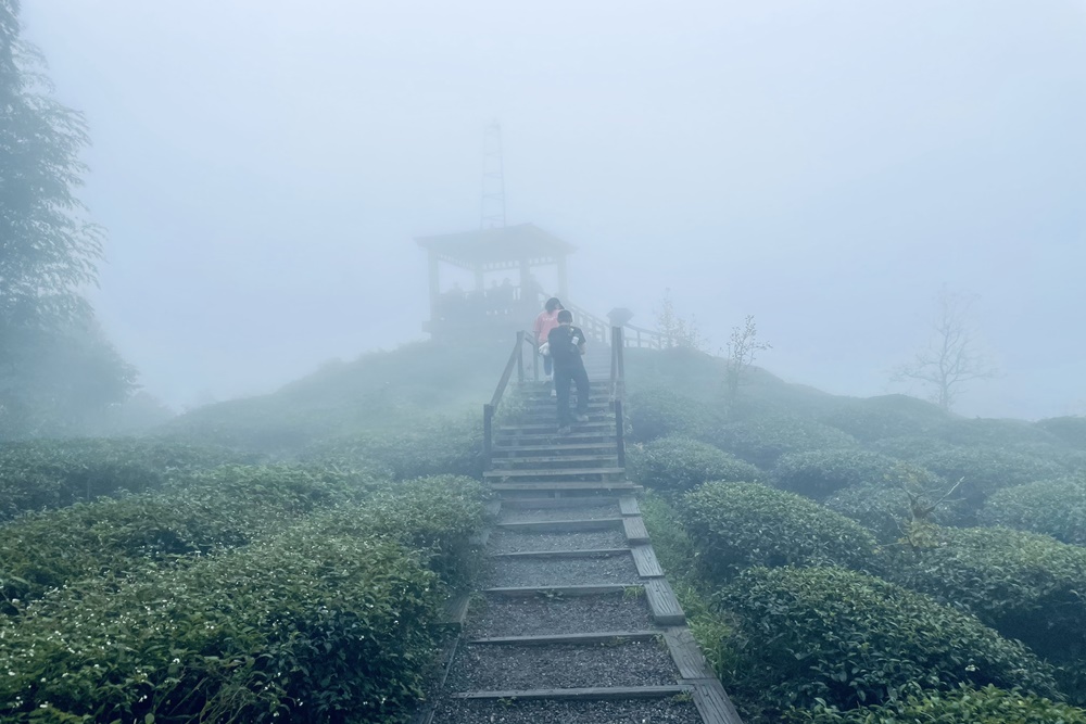 南投銀杏森林值得去嗎?武岫農圃&大崙山觀景臺的交通路況