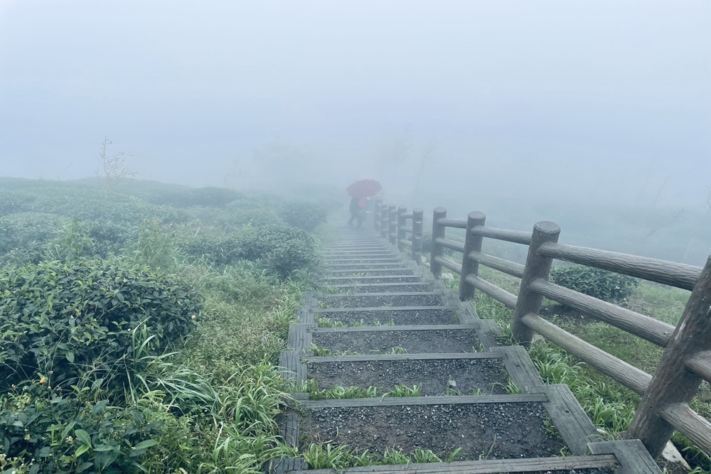 南投銀杏森林值得去嗎?武岫農圃&大崙山觀景臺的交通路況