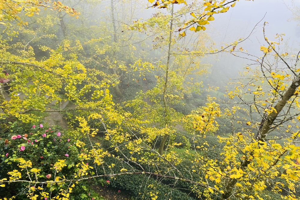 南投銀杏森林值得去嗎?武岫農圃&大崙山觀景臺的交通路況
