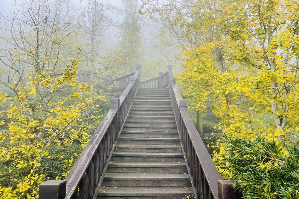 南投銀杏森林值得去嗎?武岫農圃&大崙山觀景臺的交通路況