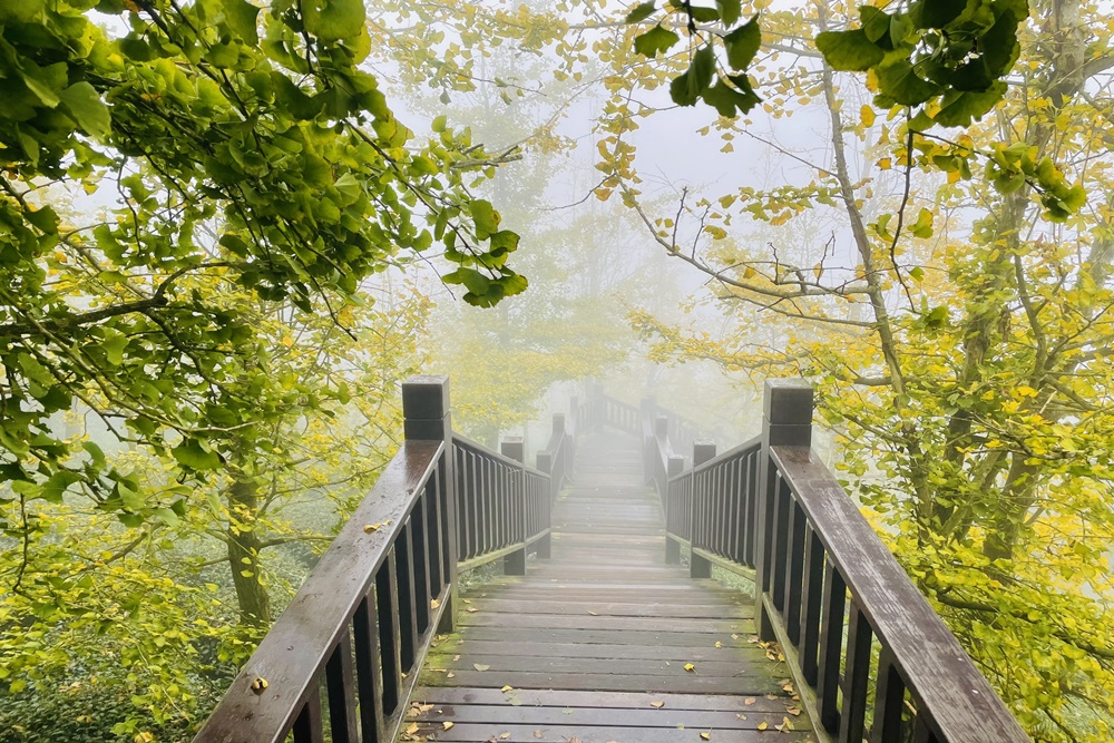南投銀杏森林值得去嗎?武岫農圃&大崙山觀景臺的交通路況