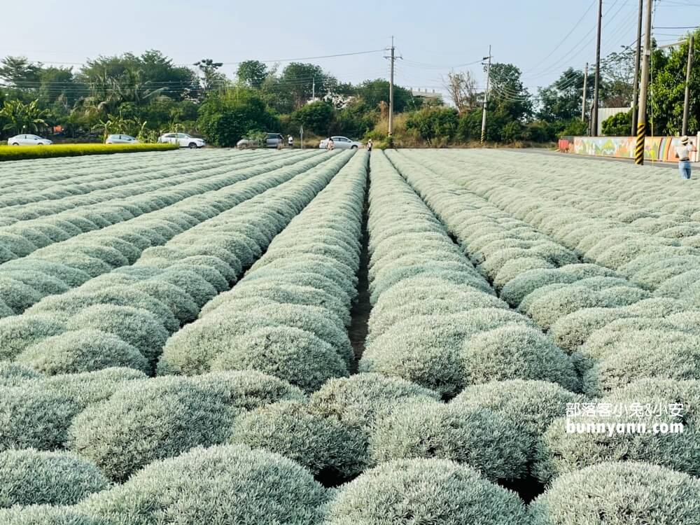 帶你拍雲林波波草，淋上糖霜的抹茶巧克力球好療癒