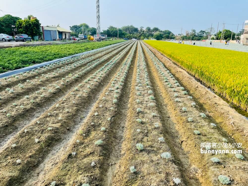 帶你拍雲林波波草，淋上糖霜的抹茶巧克力球好療癒