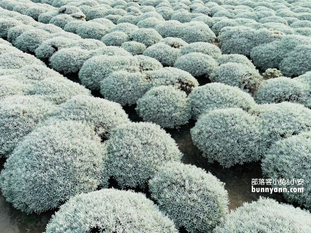 帶你拍雲林波波草，淋上糖霜的抹茶巧克力球好療癒