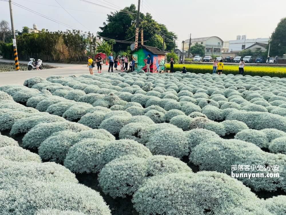 帶你拍雲林波波草，淋上糖霜的抹茶巧克力球好療癒