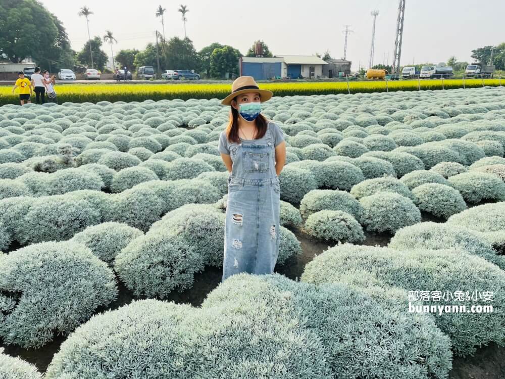 帶你拍雲林波波草，淋上糖霜的抹茶巧克力球好療癒