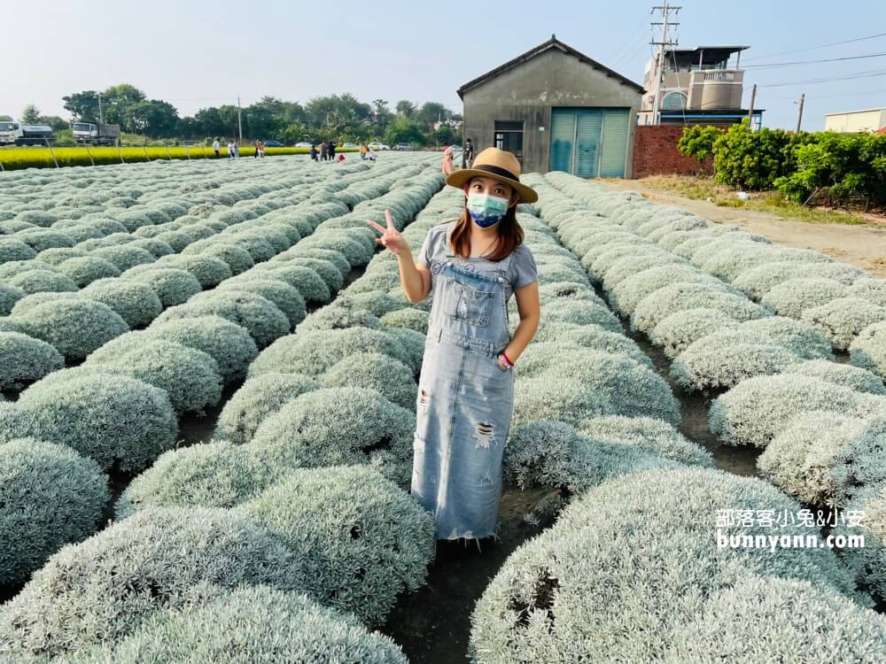 帶你拍雲林波波草，淋上糖霜的抹茶巧克力球好療癒