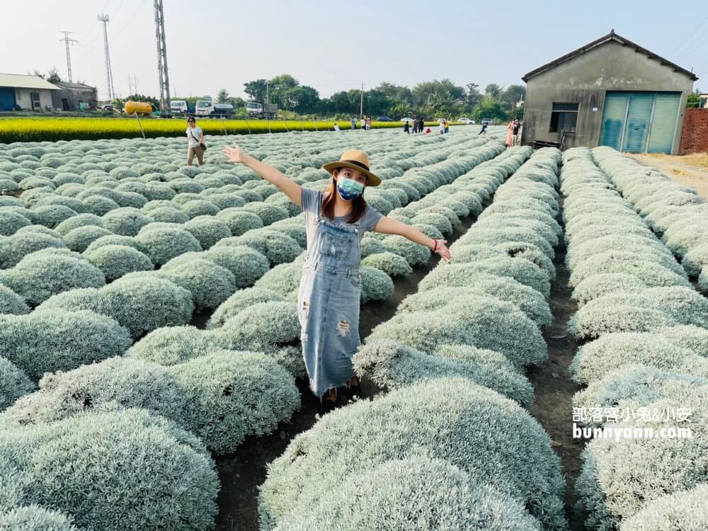 帶你拍雲林波波草，淋上糖霜的抹茶巧克力球好療癒