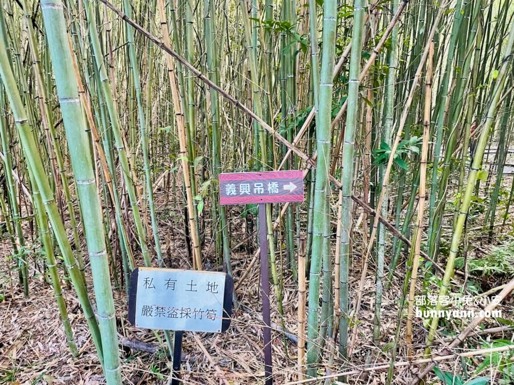 義興吊橋｜桃園復興美拍京都嵐山竹林，20分鐘輕鬆攻略賞景