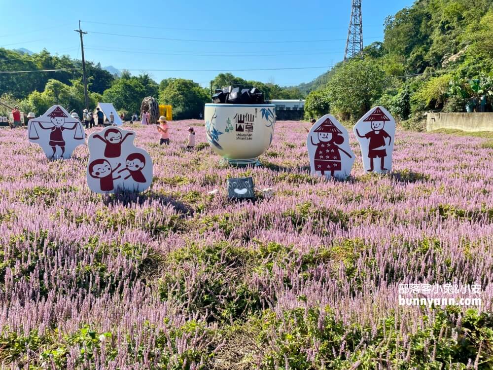 獅潭仙草花節值得去嗎？帶你停車跟吃仙草冰，夢幻紫色花海