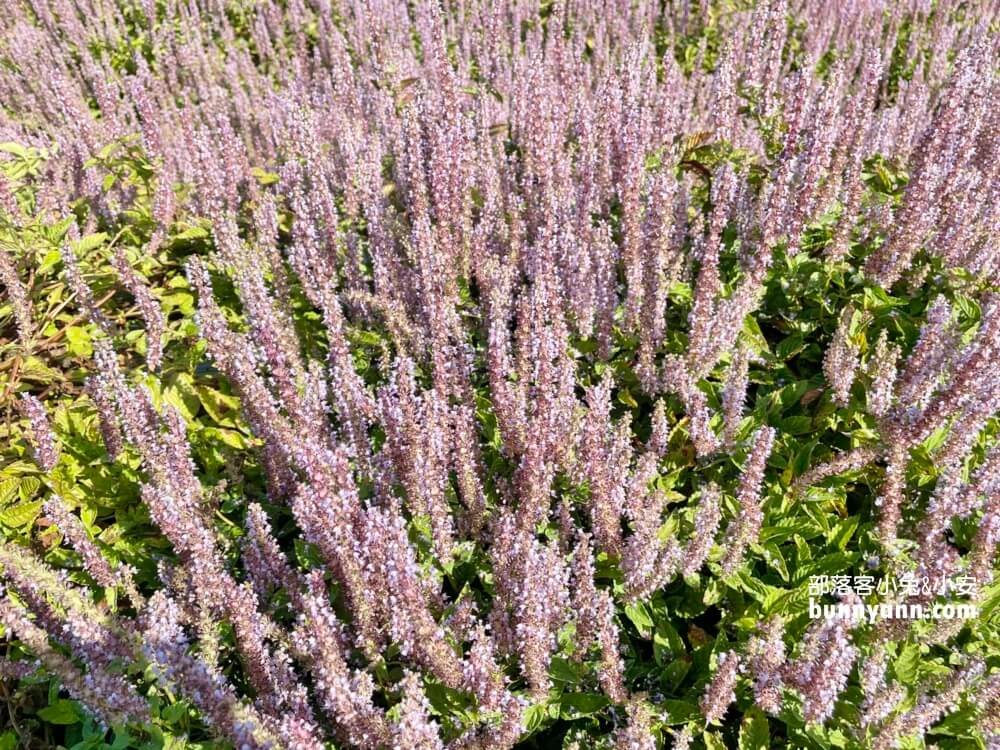 獅潭仙草花節值得去嗎？帶你停車跟吃仙草冰，夢幻紫色花海