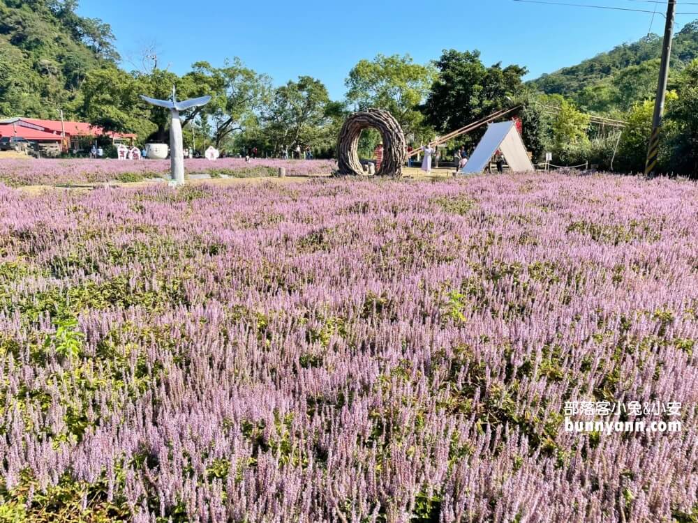 獅潭仙草花節值得去嗎？帶你停車跟吃仙草冰，夢幻紫色花海