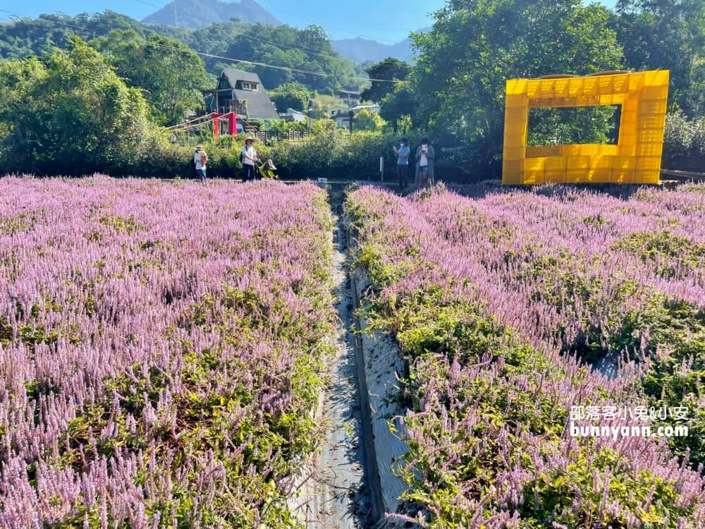 獅潭仙草花節值得去嗎？帶你停車跟吃仙草冰，夢幻紫色花海