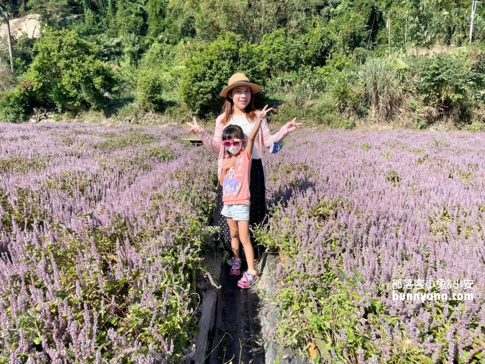 獅潭仙草花節值得去嗎？帶你停車跟吃仙草冰，夢幻紫色花海