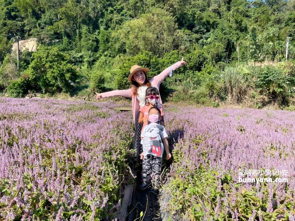 獅潭仙草花節值得去嗎？帶你停車跟吃仙草冰，夢幻紫色花海
