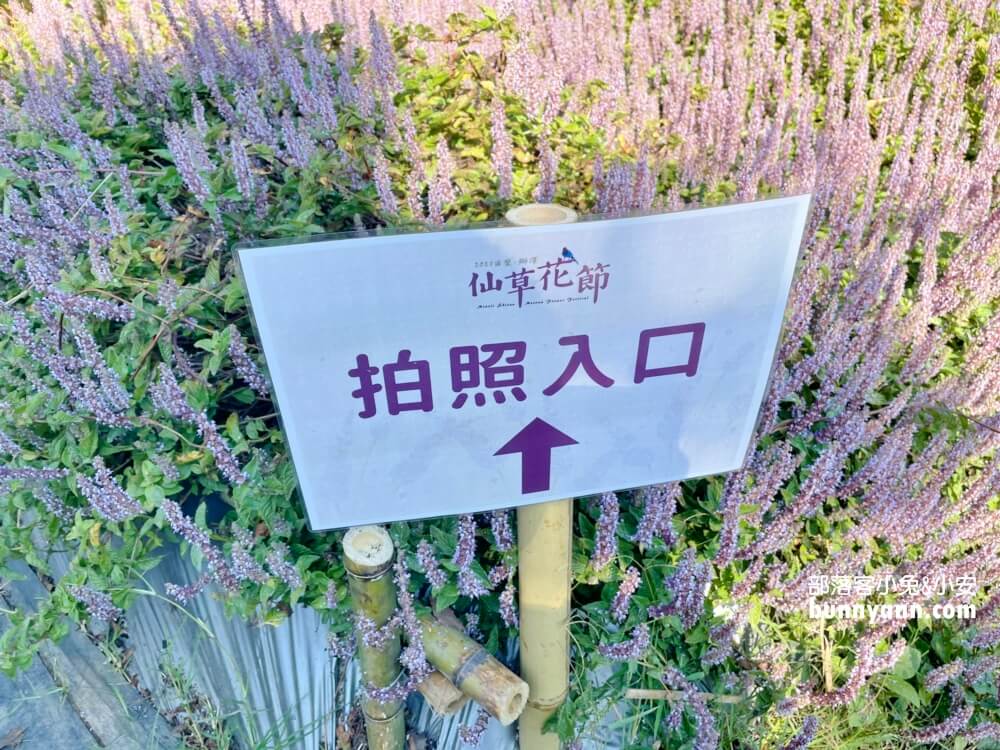 獅潭仙草花節值得去嗎？帶你停車跟吃仙草冰，夢幻紫色花海