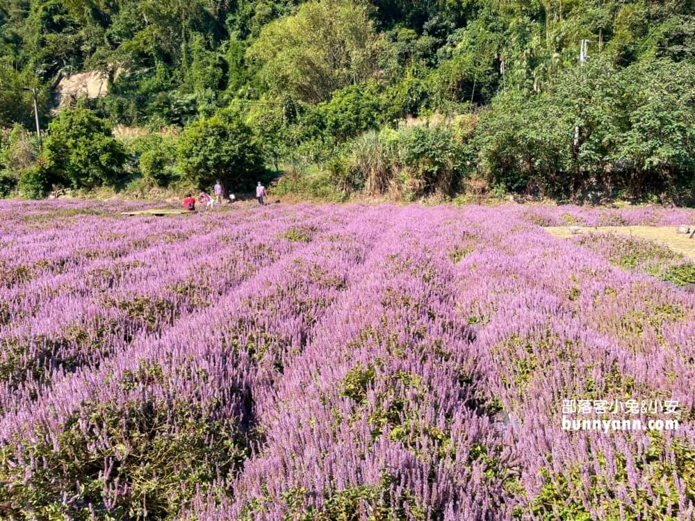 獅潭仙草花節值得去嗎？帶你停車跟吃仙草冰，夢幻紫色花海