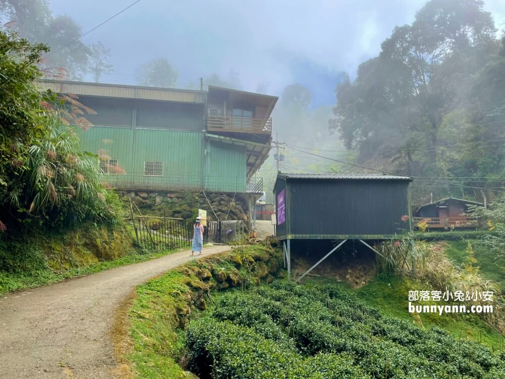 南投忘憂森林怎麼去?分享森林現況，上山接駁車費用