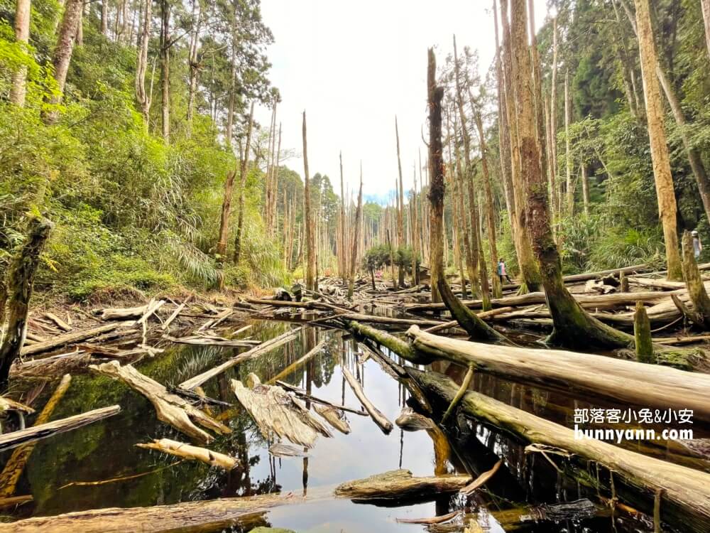 竹山景點｜忘憂森林