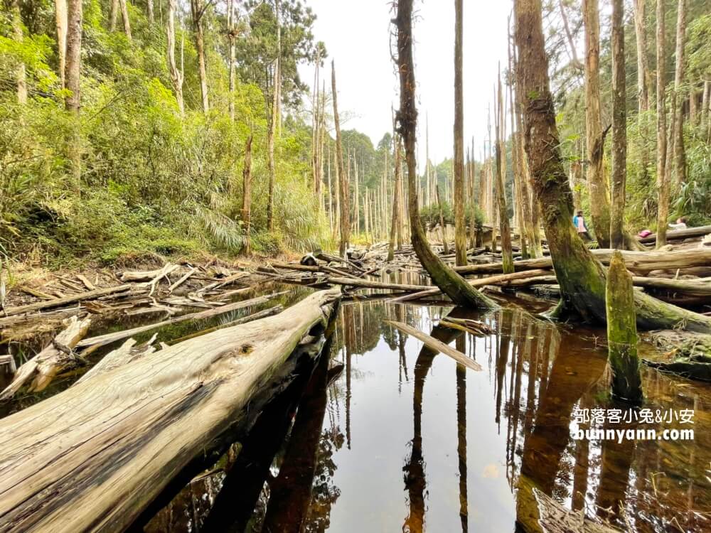 南投忘憂森林怎麼去?分享森林現況，上山接駁車費用