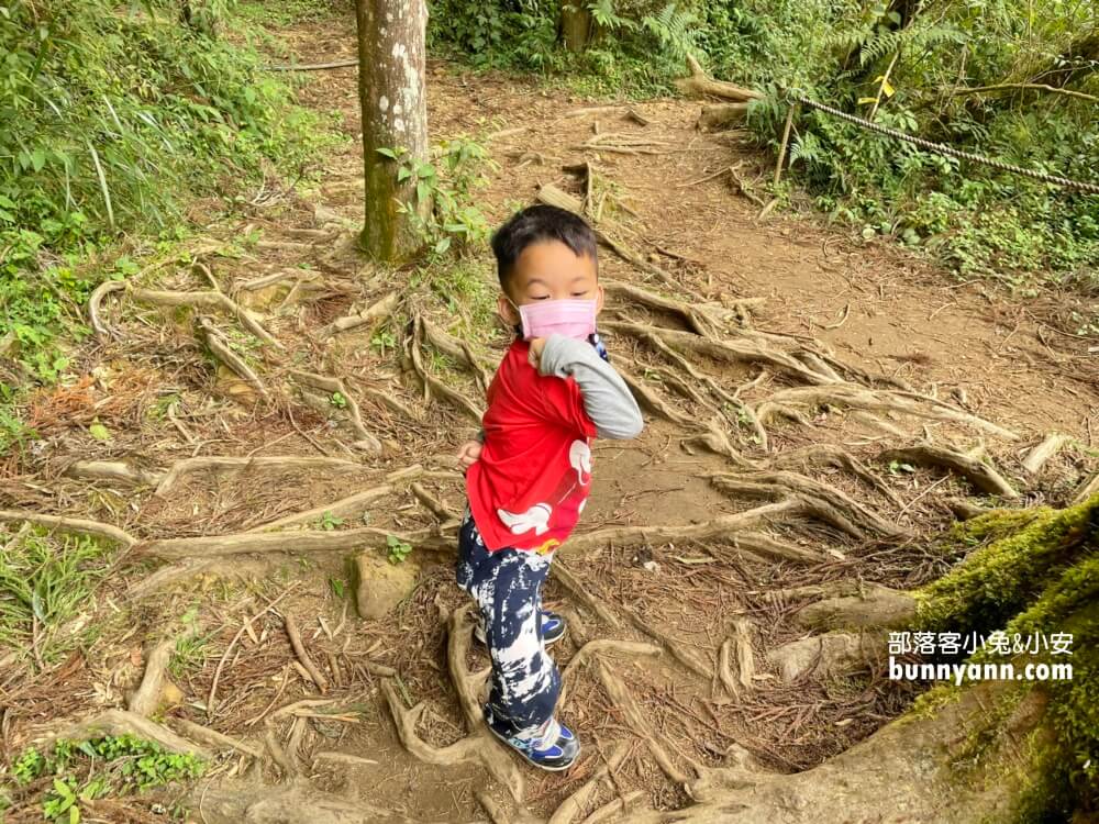 南投忘憂森林怎麼去?分享森林現況，上山接駁車費用