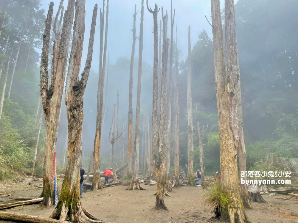 南投忘憂森林怎麼去?分享森林現況，上山接駁車費用