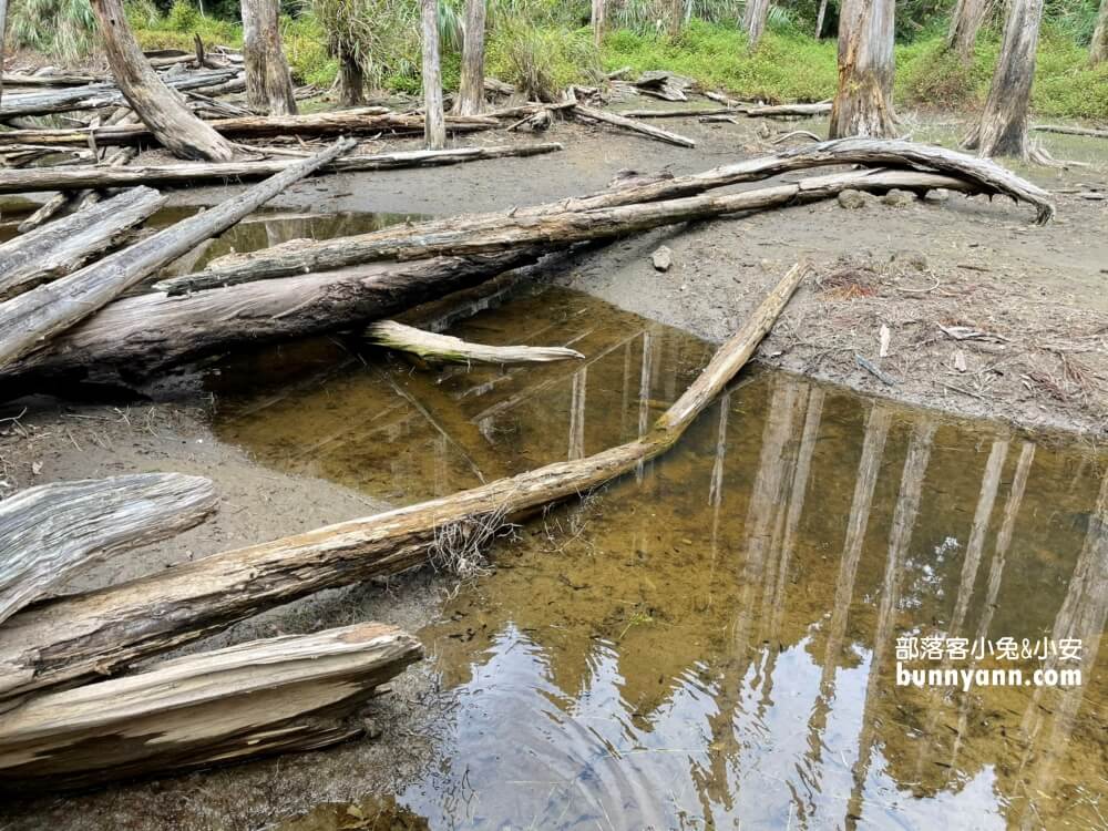 南投忘憂森林怎麼去?分享森林現況，上山接駁車費用