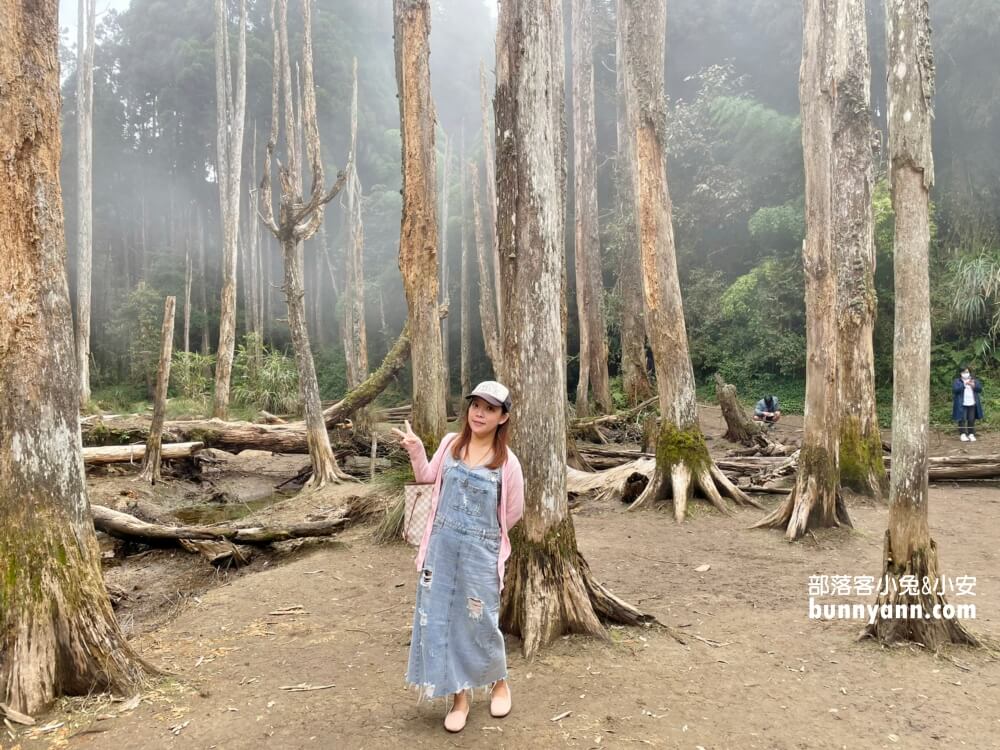 南投忘憂森林怎麼去?分享森林現況，上山接駁車費用