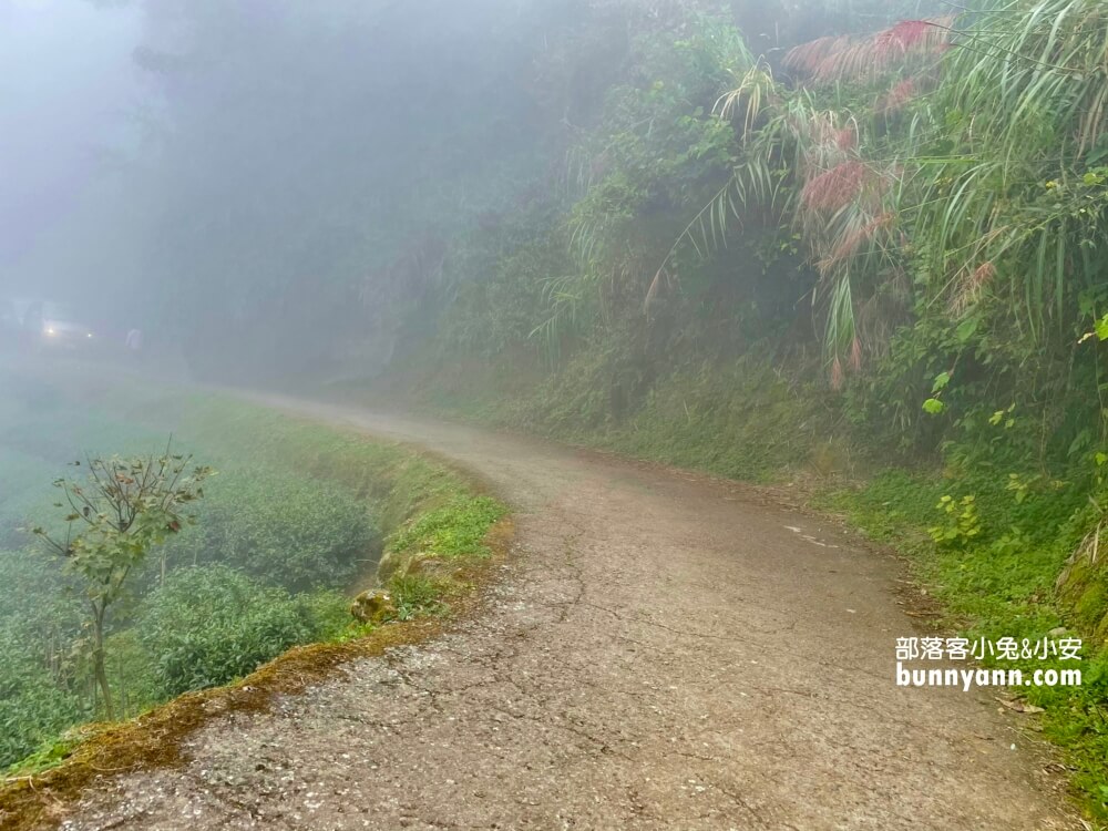 南投忘憂森林怎麼去?分享森林現況，上山接駁車費用